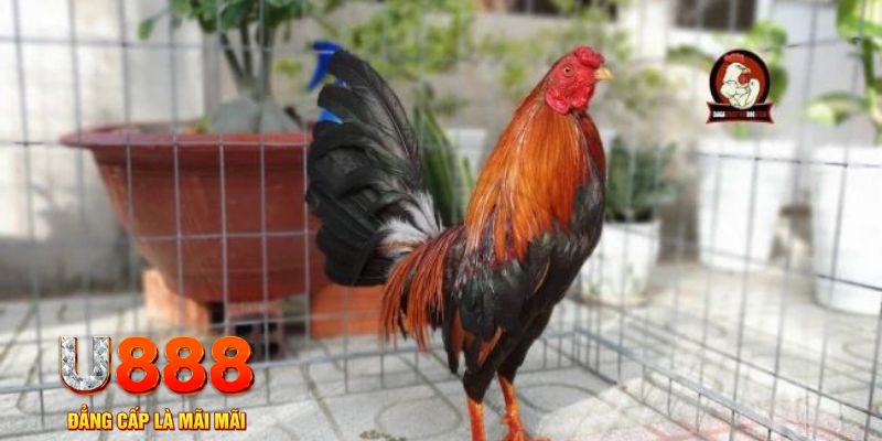sun20 win casino máy tính
